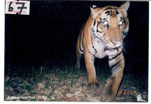 Transient male tiger