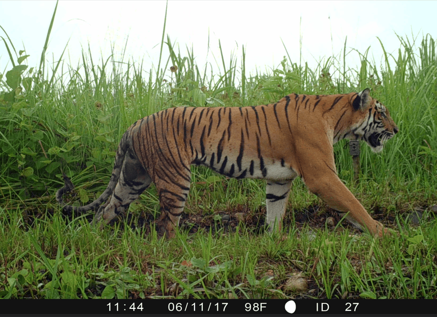 Meghauli Pothi: The Female Tigress 