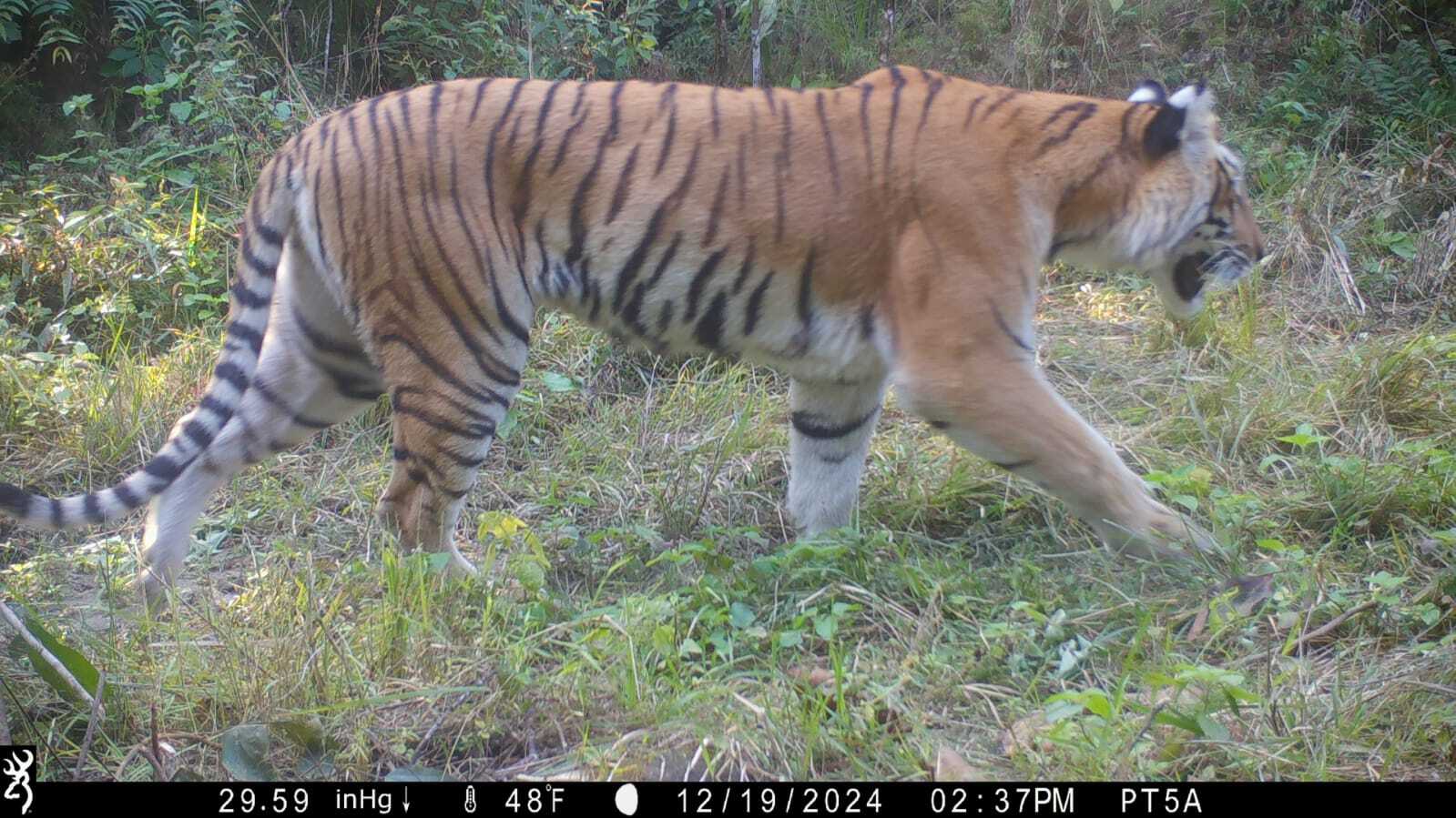 Nepal Tiger Trust Technicians Spreading Tiger Awareness in the Local Community