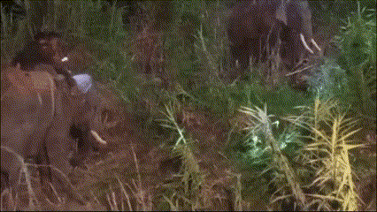 Nepal Tiger Trust Technicians Helping Capture Problem Tiger