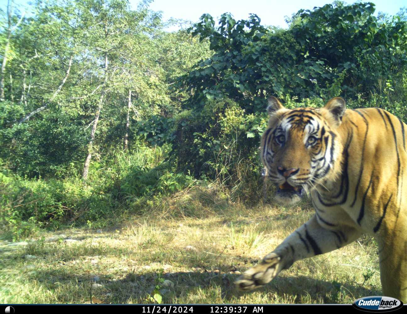 Tiger Showing Natural Curiosity 