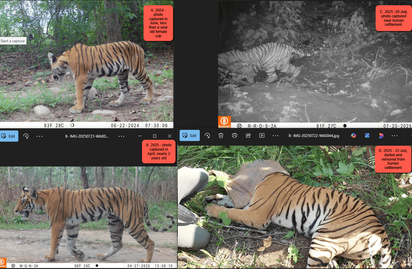 Nepal Tiger Trust Helps in Young Tigress Relocation as Human-Tiger Coexistence Becomes More Complex