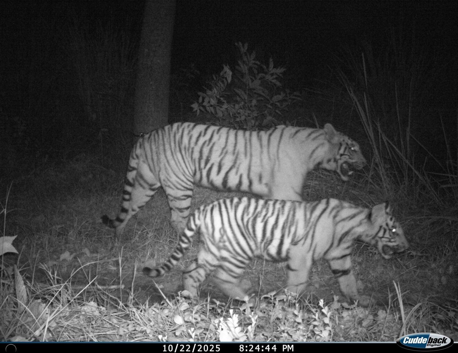 Tiger Monitoring Season 2025–26 Has Begun