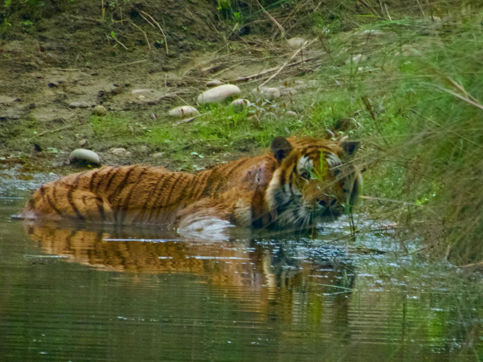 Precautionary Actions to Reduce Human–Tiger Conflict for Co-existence