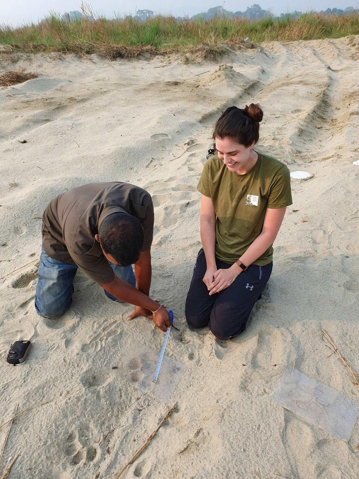 Volunteer and NTT tiger tracker measuring pug marks in the sand.