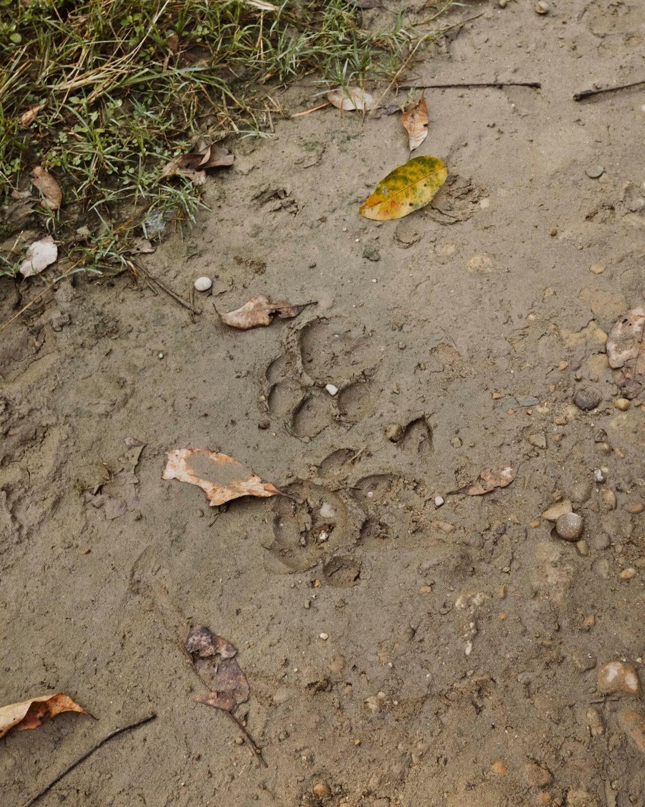 Tiger pug marks on path in Chitwan National Park Buffer Zone.