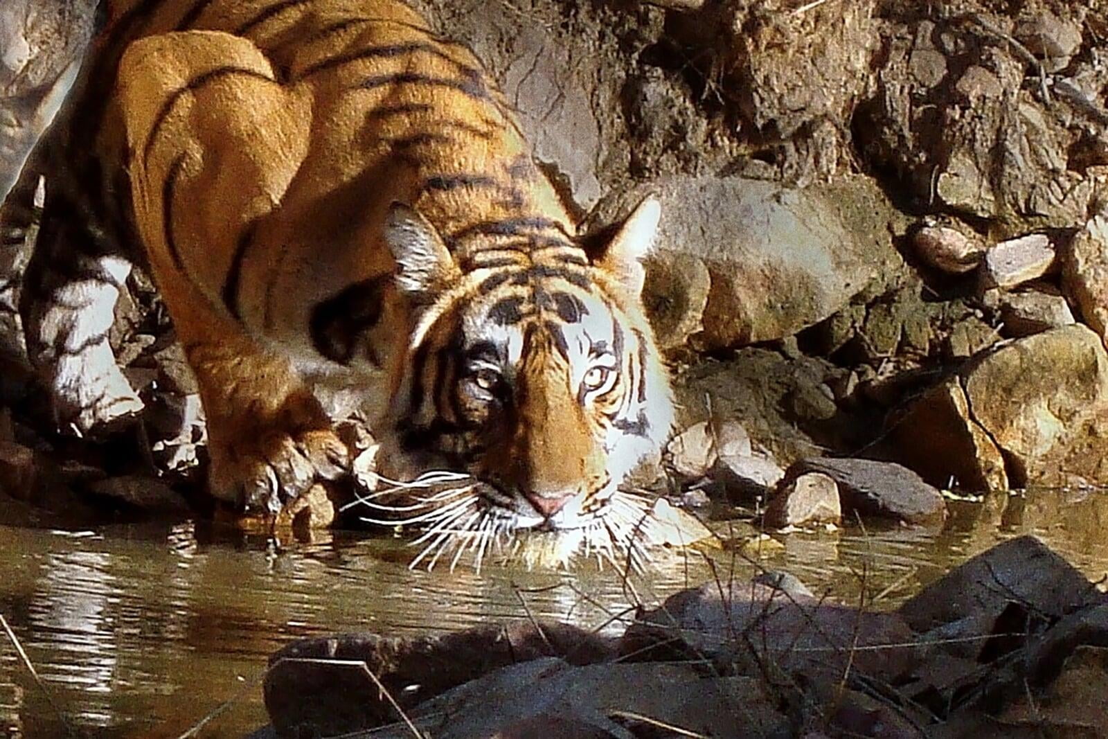 Tiger crouched drinking in river