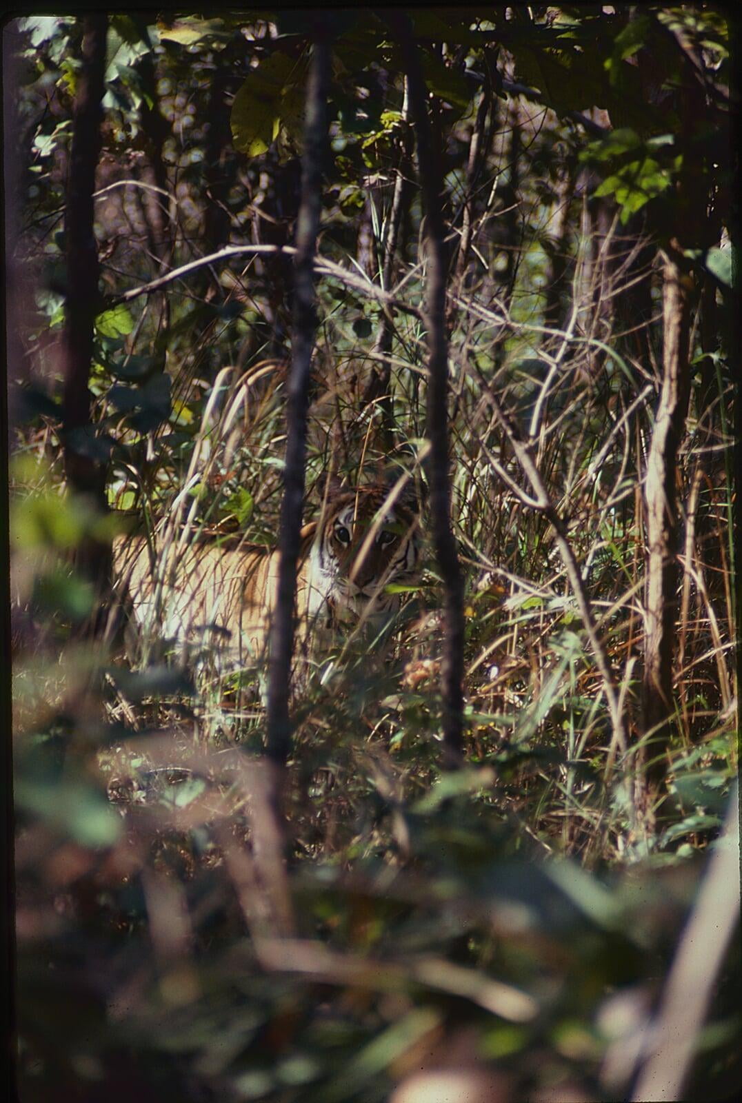 Tiger hiding in forest, visible through branches