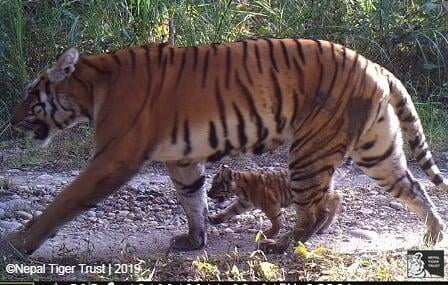 Deurali Pothi with cub