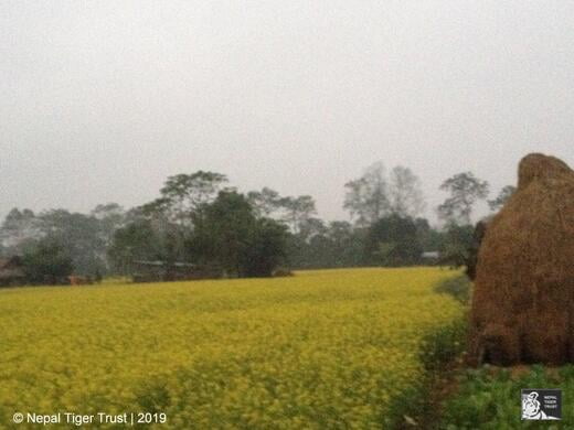 Mustard field