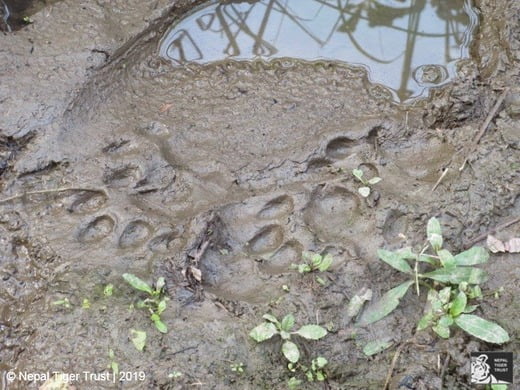 Tiger Tracks