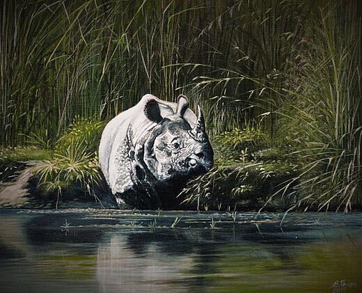 Great One Horned Rhino
